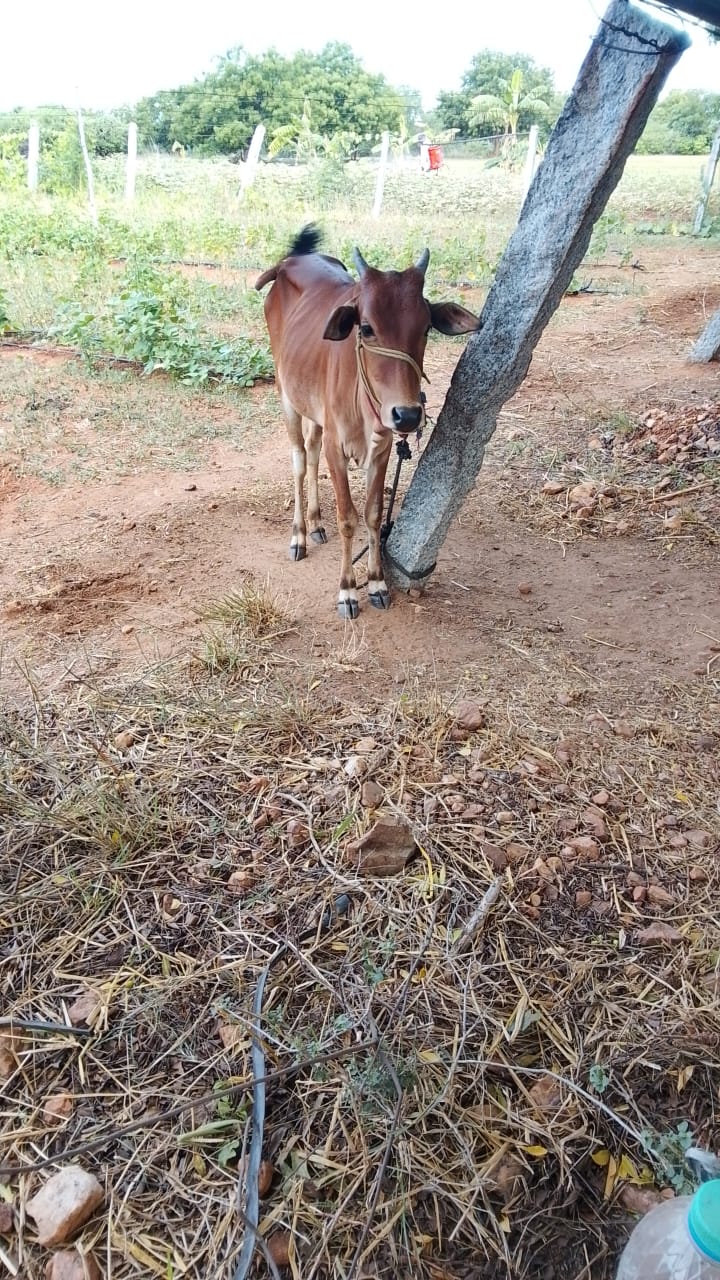 யாழ் இசை — பூங்கொடியின் மகள், போகர் பண்ணை